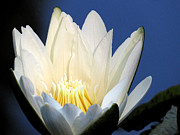 Lily in blue Digital Art by Kathleen Illes