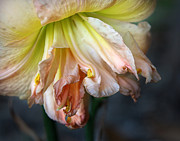 Lily Photograph by M Kathleen Warren