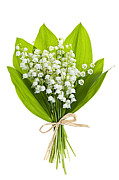 Lily-of-the-valley bouquet 2 Photograph by Elena Elisseeva