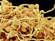 Lily Pollen Photograph by Science Photo Library