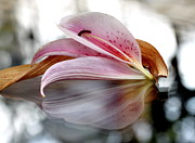 Lily Reassembled Photograph by Andrea Lazar