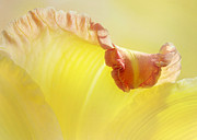Lily With The Fringe On Top  Photograph by Kathi Mirto