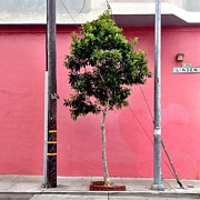 Linden Street Photograph by Julie Gebhardt