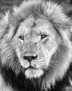 Lion King Photograph by Adam Romanowicz