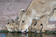 Lioness And Cubs Drinking Photograph by Science Photo Library