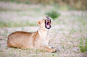 Lioness Panthera Leo Yawning Photograph by Panoramic Images