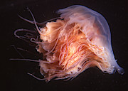 Lions Mane Jellyfish Photograph by Nancy Sefton