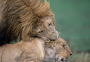 Lions Mating Photograph by Science Photo Library