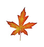 Liquidambar Styraciflua Leaf Photograph by Science Photo Library