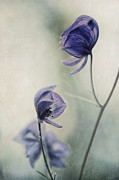 Listen to me Photograph by Priska Wettstein Listen to me Photograph by Priska Wettstein