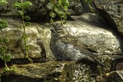 Little Bird Photograph by Loni Collins