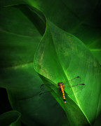 Little Dragon in Dappled Shade Photograph by Deborah Smith