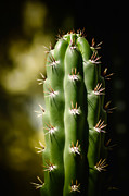 Little Green Cactus Photograph by Julie Palencia
