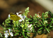 Little Yellow Butterfly on Rosemary Photograph by Rebecca Sherman