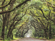 Live Oak Archway Horizontal 1 Photograph by Jo Ann Tomaselli Live Oak Archway Horizontal 1 Photograph by Jo Ann Tomaselli