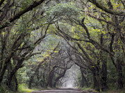 Live Oak Archway Horizontal  3 Photograph by Jo Ann Tomaselli