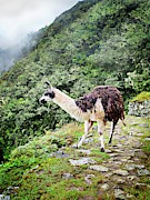 Llama On A Peruvian Mountainside Photograph by Science Photo Library
