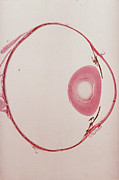 Lm Of A Transverse Section Through The Human Eye Photograph by Science Photo Library