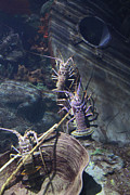 Lobster Photograph by Donna Corless