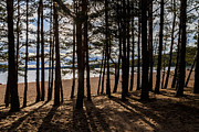 Loch Morlich Through The Trees Photograph by Diane Macdonald