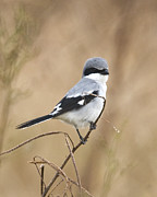 Loggerhead Shrike Photograph by Jim E Johnson