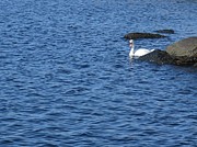 Lone Swan Photograph by Tammie Miller