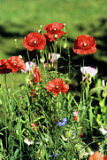Long-headed Poppy Flowers Photograph by Science Photo Library
