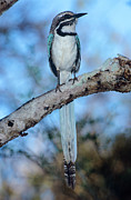 Long-tailed Ground Roller Photograph by Science Photo Library