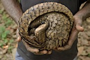 Long-tailed pangolin (Phataginus tetradactyla) in the hands of a poacher, bushmeat, Mangamba, Littoral Province, Cameroon Photograph by Fabian von Poser