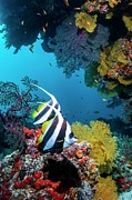 Longfin Bannerfish Photograph by Science Photo Library
