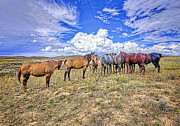 Looking Back Photograph by James Steele