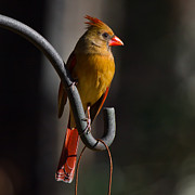 Looking For My Man Bird Photograph by Robert L Jackson Looking For My Man Bird Photograph by Robert L Jackson