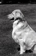 Looking Golden Photograph by Frank J Casella