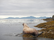 Looking Seaward Photograph by Laura  Wong-Rose