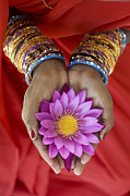 Lotus Offering Photograph by Tim Gainey