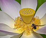Lotus Pollinator Photograph by Susan Candelario Lotus Pollinator Photograph by Susan Candelario