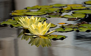 Yellow Waterlily Photograph by Stacy Abbott