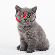 Lovely Kitty Photograph by Retales Botijero