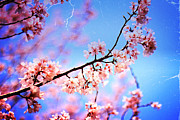 Lovely Soft Pink Cherry Blossoms and Blue Sky Photograph by Beverly Claire Kaiya
