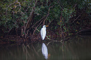Lowcountry Pond Life Photograph by Dale Powell Lowcountry Pond Life Photograph by Dale Powell