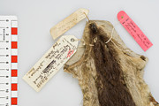 Lowe's Otter Civet Skin Photograph by Science Photo Library