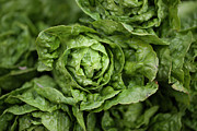 Lttle Gem Lettuce Photograph by Elisa Cicinelli