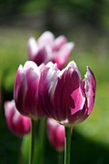 Luminous Plum Tulips Photograph by Andrea Lazar