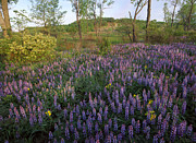 Lupine Indiana Dunes National Lakeshore Photograph by Tim Fitzharris