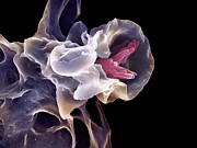 Macrophage Engulfing Tb Bacteria Photograph by Science Photo Library