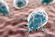 Macrophages Photograph by Science Picture Co
