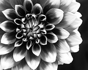 Mad About You Photograph by Kathi Mirto