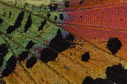 Madagascan Sunset Moth Wing Detail Photograph by Thomas Marent