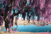 Magic Can Happen Photograph by Laurie Search