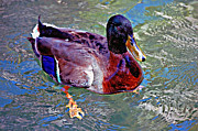 Magnificent Mallard Photograph by Donna Proctor